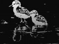 109-stilt-chicks-11x14