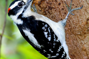 Wildlife Photography