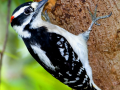 001-downey-woodpecker