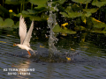 002-tern