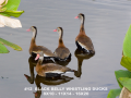 012-black-bellies-4