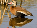 022-black-belly-reflect-2