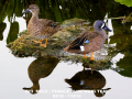 023-blue-wing-teal-pair