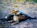 024-chetta-and-cubs-11x14