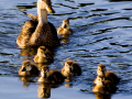 028-florida-duck-chicks