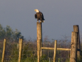 032-eagle-on-post-crop-11x14