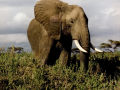 035-african-elephant