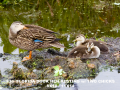 036-florida-duck-2-chicks