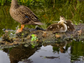 037-florida-duck-chicks-2