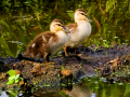 038-florida-duck-chicks-x2