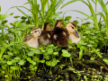 039-florida-duck-chicks