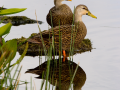 040-florida-ducks-1