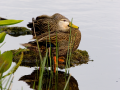 041-florida-ducks