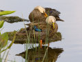 043-florida-ducks-preening
