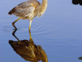 049-great-blue-reflect-10-11x14