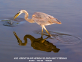 050-great-blue-reflect-11-11x14
