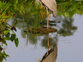 052-great-blue-reflect-4-11x14