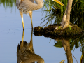 054-great-blue-reflect-6-11x14