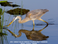 056-great-blue-reflect-8-11x14