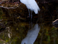 059b-great-white-reflect-11x14