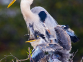 060-big-blue-chick-feeds