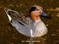 064-green-wing-teal