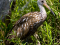 073-limpkin