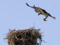 078-osprey-flies-to-nest