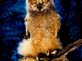 079-owl-snake