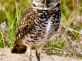 080-owl-standing