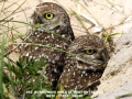 082-owls-at-nest-11x14