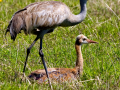 086-sandhill-chick-11x14
