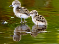088-stilt-chicks-11x14