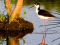 090-stilt-reflect-11x14