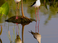 091-stilts-reflect-2-11x14