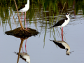 092-stilts-reflection-11x14