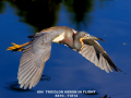 094-tricolor-in-flight-11x14