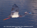 095-tricolor-in-flight-2-11x14