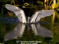 097-tricolor-wings-reflect-1-11x14