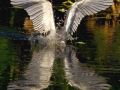 098-tricolor-wing-reflect-2