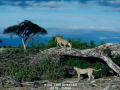 100-two-cheetas-2-11x14