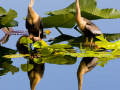 103-two-anhingas