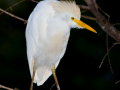 104-cattle-egret-in-tree