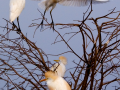 105-cattle-egrets-in-tree