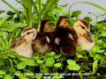 111-florida-duck-chicks-x4