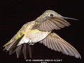 130-hummingbird-in-flight-2