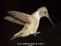 132-hummingbird-in-flight