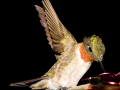 133-hummingbird