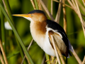135-least-bittern