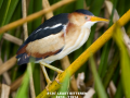 136-least-bittern-2